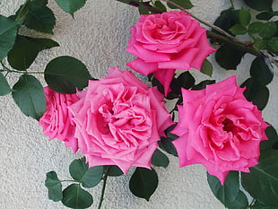 four pink roses