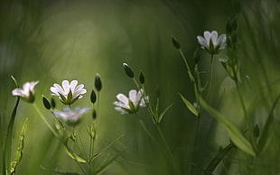 four white petaled flowers