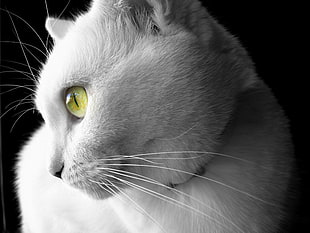 photo of white cat HD wallpaper