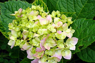 closeup photo of green-and-pink petaled flowers