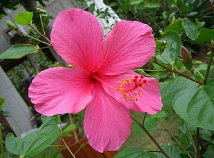 close up photo of pink petaled flower