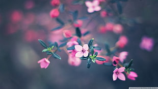 pink and green petaled flower, plants