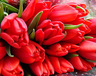 Tulips,  Flowers,  Bouquet,  Wrap