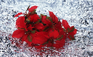 red poinsettias on foil closeup photo HD wallpaper