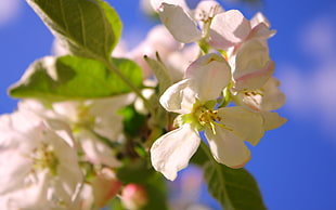 selective focus photography of white Apple Blossom flower