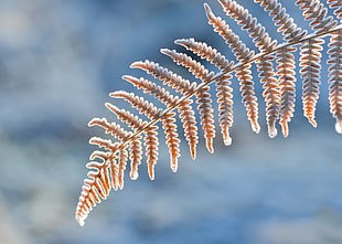 selective focus photography of brown fern grass