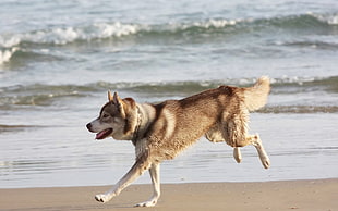 sable Siberian Husky running on seashore