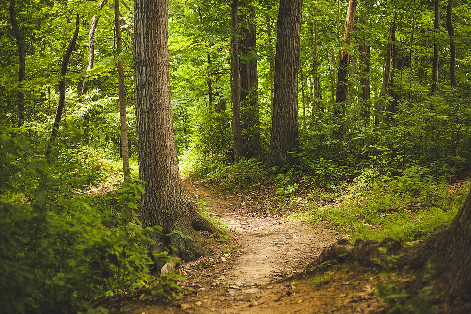 forest during daytime HD wallpaper