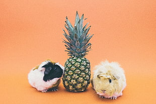 pineapple between two hamsters
