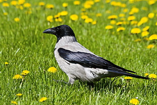 macro photography of black and white bird