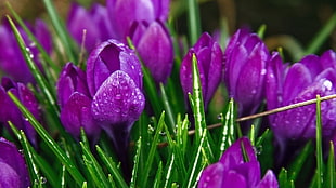 purple tulip flower photography HD wallpaper