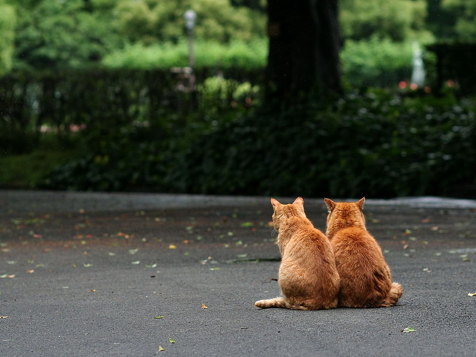 two orange tabby cats sitting on concrete road during daytime HD wallpaper