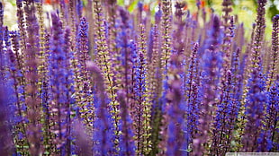 lavender flowers, lavender, purple flowers
