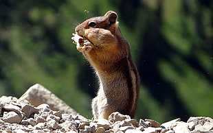 squirrel standing on stone