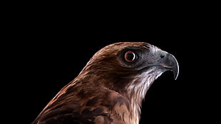 photo of brown hawk