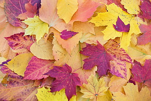 closeup photo of maple leaves HD wallpaper