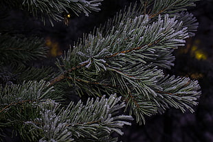 close up photo of pine leaves