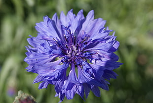 purple Coneflower in closeup photo