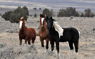 photo shot of two black and one black horses