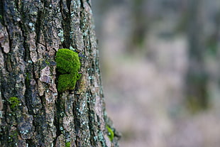 macro photography of green plant at tree stem HD wallpaper