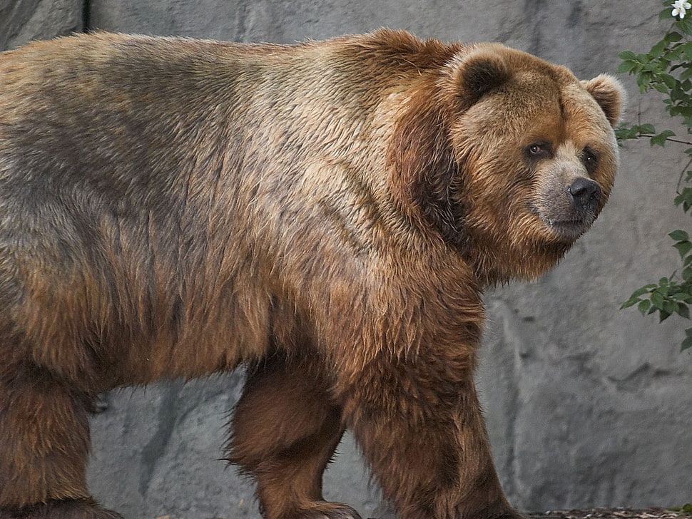 brown bear near tree HD wallpaper