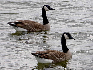 two brown-and-black geese, canadian geese