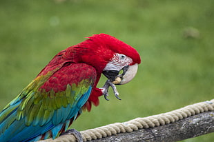 red, green, and teal bird eating