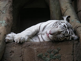 white tiger sleeping on brown surface