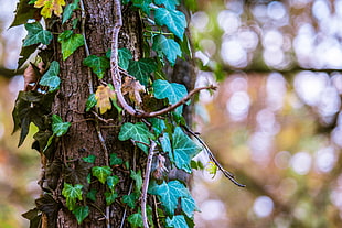 green leaves on brown wooden tree bark in shallow focus photography