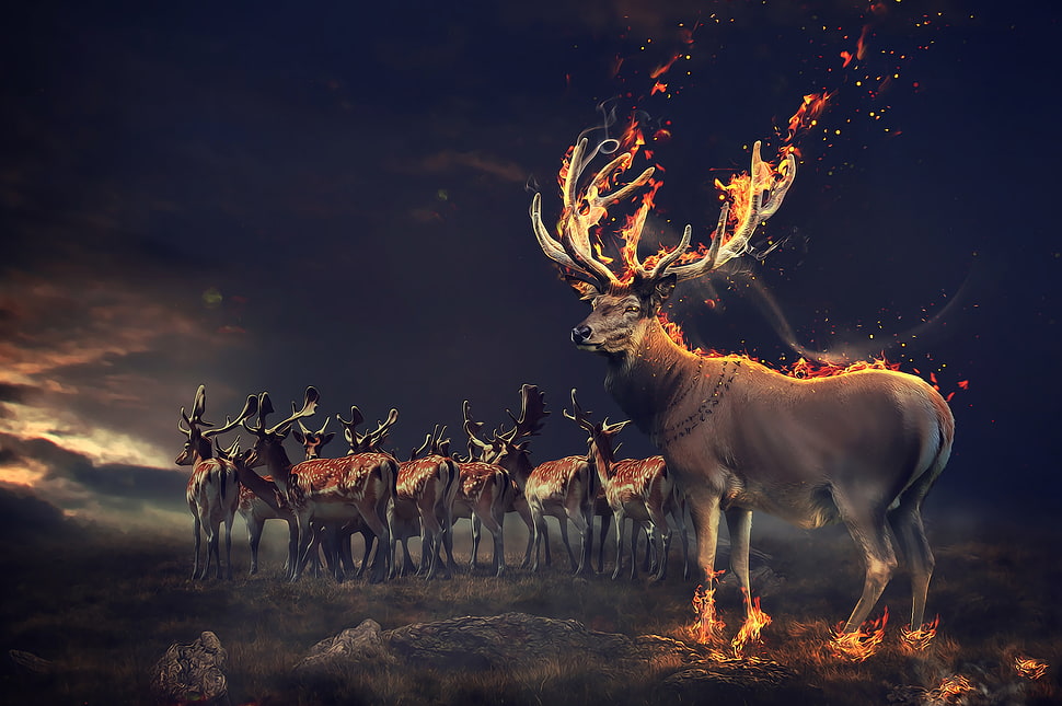 brown reindeer illustrations, Deers, Fire, HD HD wallpaper