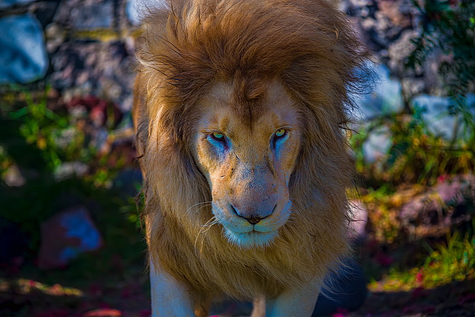 photography of lion HD wallpaper
