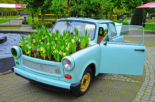 turquoise car planted with yellow petal flower plants