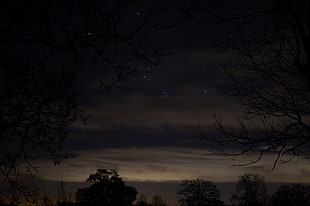 green leaf tree, Gadfield Elm, Gloucestershire, night sky, starry night HD wallpaper