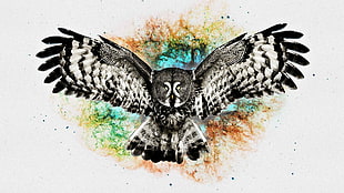 gray and multicolored hawk illustration, digital art, owl
