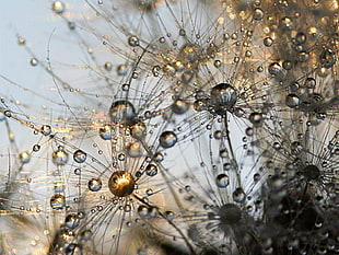 closeup photo of water drops