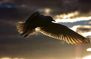 silhouette of bird in closeup photography