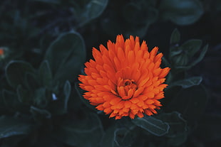 orange cluster flower, Flower, Bud, Petals