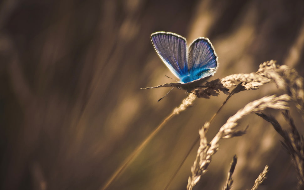 selective focus and color photography of blue butterfly on wheat HD wallpaper