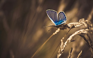 selective focus and color photography of blue butterfly on wheat