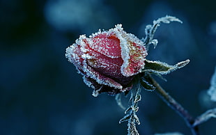frosted red Rose flower HD wallpaper