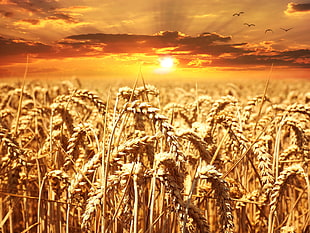 macro-photography of wheat grain field HD wallpaper