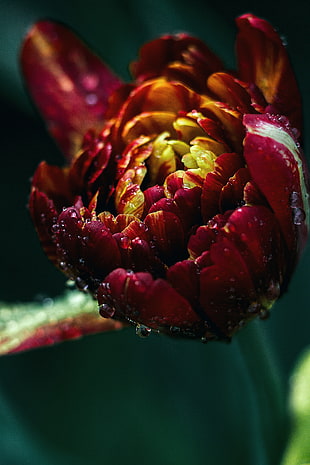 red petal flower, Tulip, Drops, Close-up