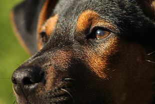focus photography of a dog