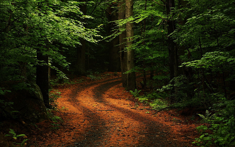 brown pathway surrounded by trees, nature, forest, trees HD wallpaper