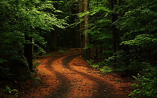 brown pathway surrounded by trees, nature, forest, trees