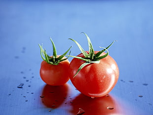 two red tomatoes HD wallpaper