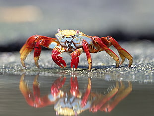 red, brown and white crab
