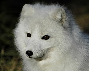 white and black cat plush toy, arctic fox, animals