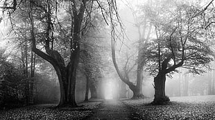 two black and white trees painting, landscape, nature, morning, mist