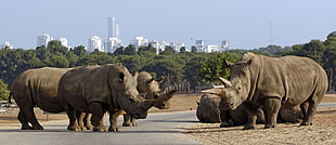 several rhinoceros photo HD wallpaper